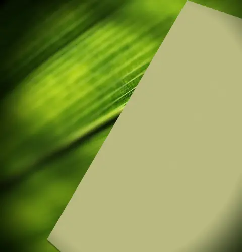 Kale_단색